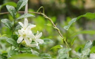 热牛奶浸泡茉莉花饮用可缓解胃部不适