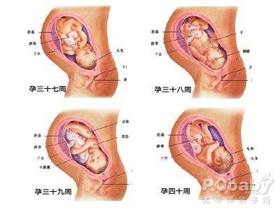 怀孕十个月胎儿发育过程图_孕妇常识_怀孕