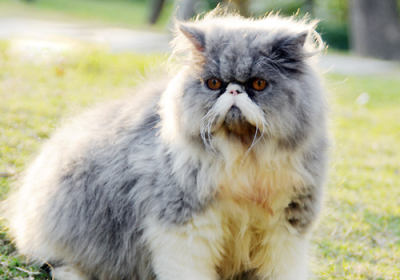 波斯猫