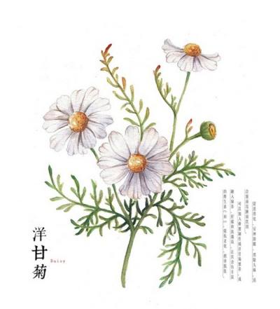 小清新最爱的花卉手绘插画