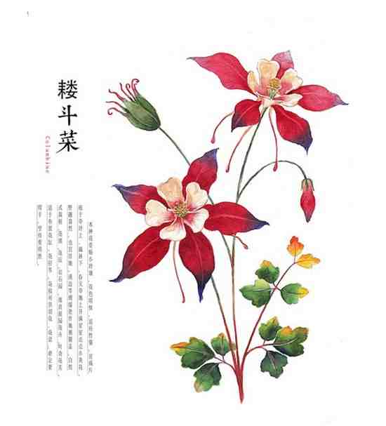 花卉轻轻诉!小a花卉插画的背景手绘花语电视牡丹最爱孔雀墙图片