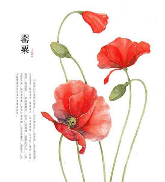 小清新最爱的花卉手绘插画