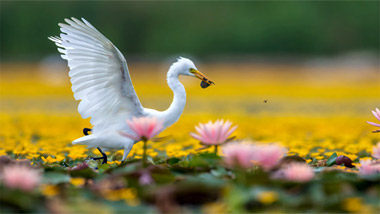 摄影部落生态摄影《清华海的白鹭》